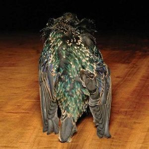 Starling Skins
